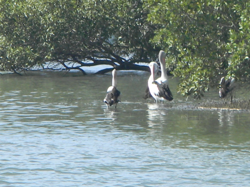 Pelican from Bird Hide, Mangroves and Saltmarsh